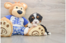 Hypoallergenic Mini Bernese Poodle Poodle Mix Puppy