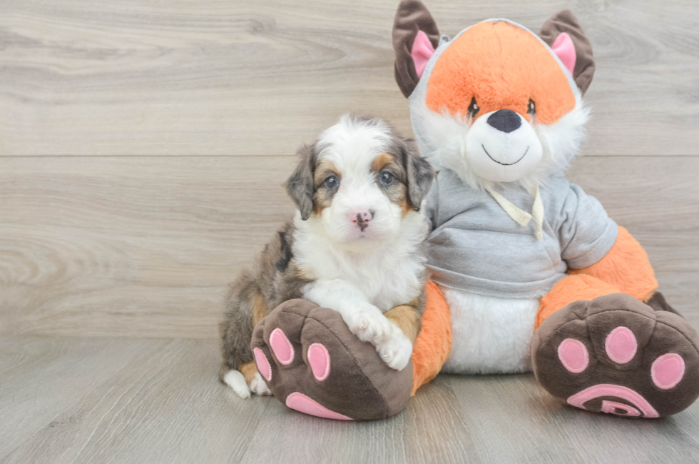6 week old Mini Bernedoodle Puppy For Sale - Fairfield Furbabies