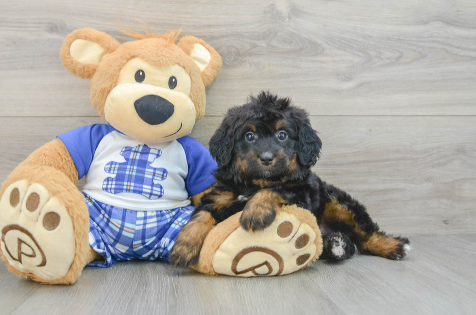 7 week old Mini Bernedoodle Puppy For Sale - Fairfield Furbabies