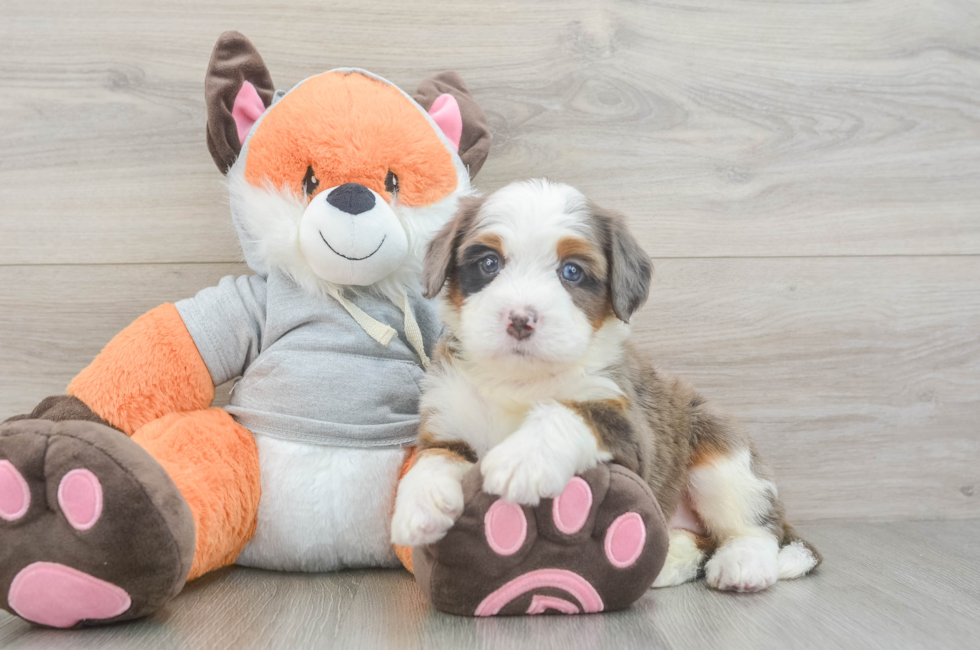 6 week old Mini Bernedoodle Puppy For Sale - Fairfield Furbabies