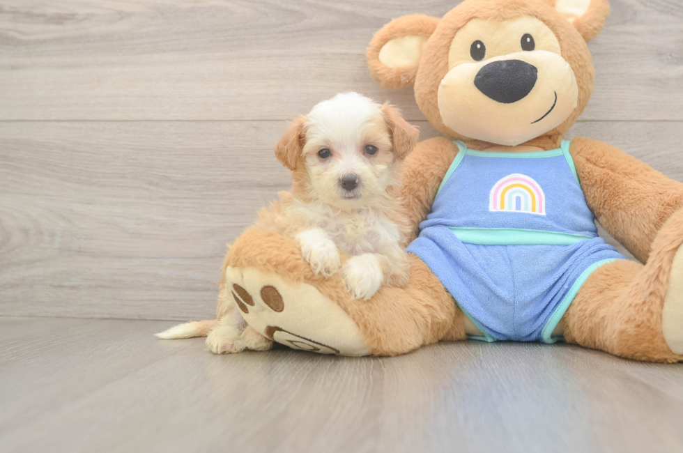 8 week old Mini Bernedoodle Puppy For Sale - Fairfield Furbabies