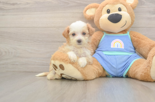 8 week old Mini Bernedoodle Puppy For Sale - Fairfield Furbabies Energetic Mini Bernadoodle Poodle Mix Puppy