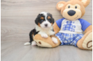 Best Mini Bernedoodle Baby