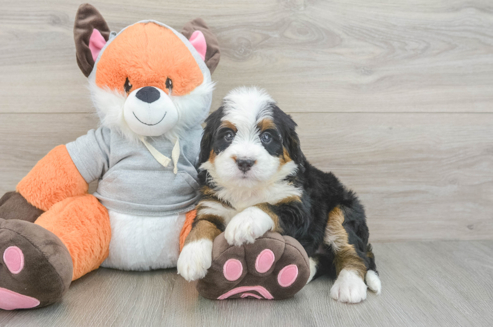6 week old Mini Bernedoodle Puppy For Sale - Fairfield Furbabies