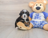 7 week old Mini Bernedoodle Puppy For Sale - Fairfield Furbabies
