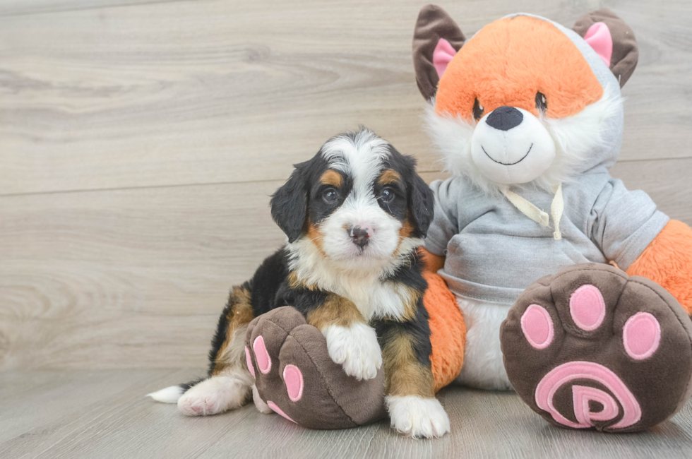 6 week old Mini Bernedoodle Puppy For Sale - Fairfield Furbabies