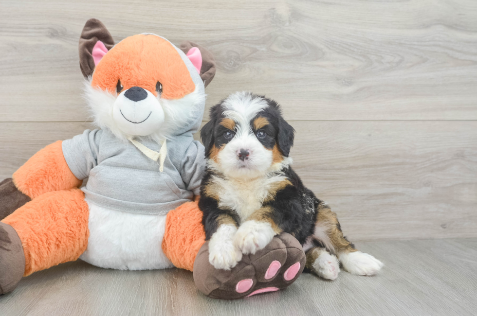 6 week old Mini Bernedoodle Puppy For Sale - Fairfield Furbabies