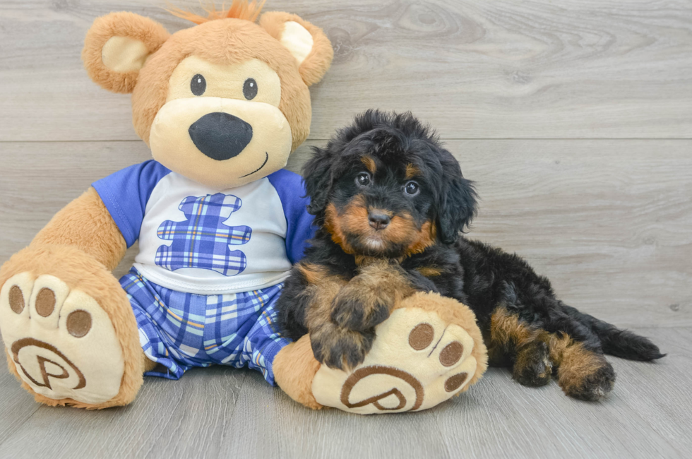 7 week old Mini Bernedoodle Puppy For Sale - Fairfield Furbabies