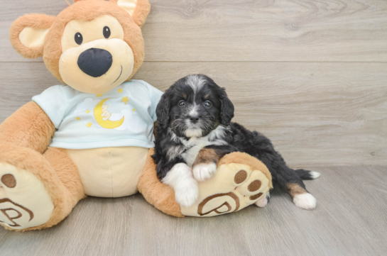 Best Mini Bernedoodle Baby