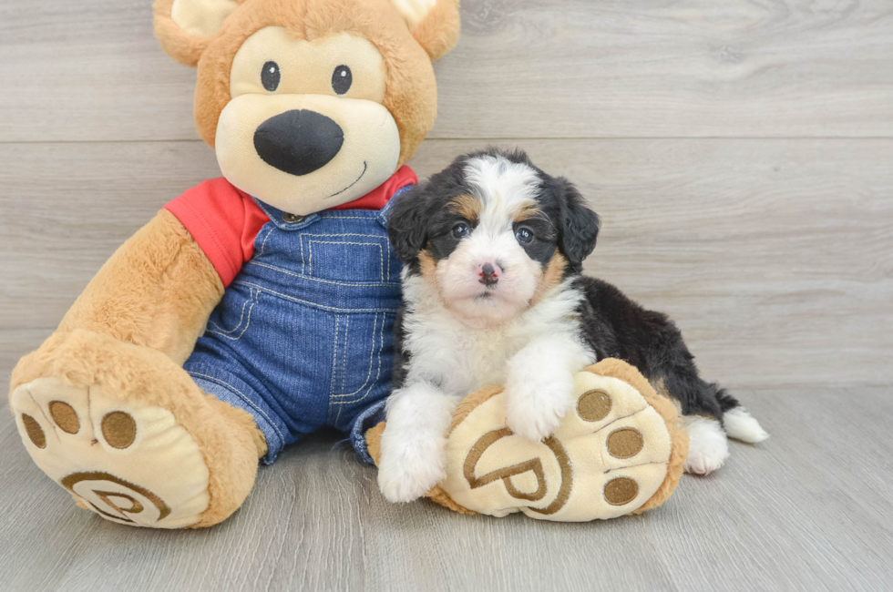 6 week old Mini Bernedoodle Puppy For Sale - Fairfield Furbabies