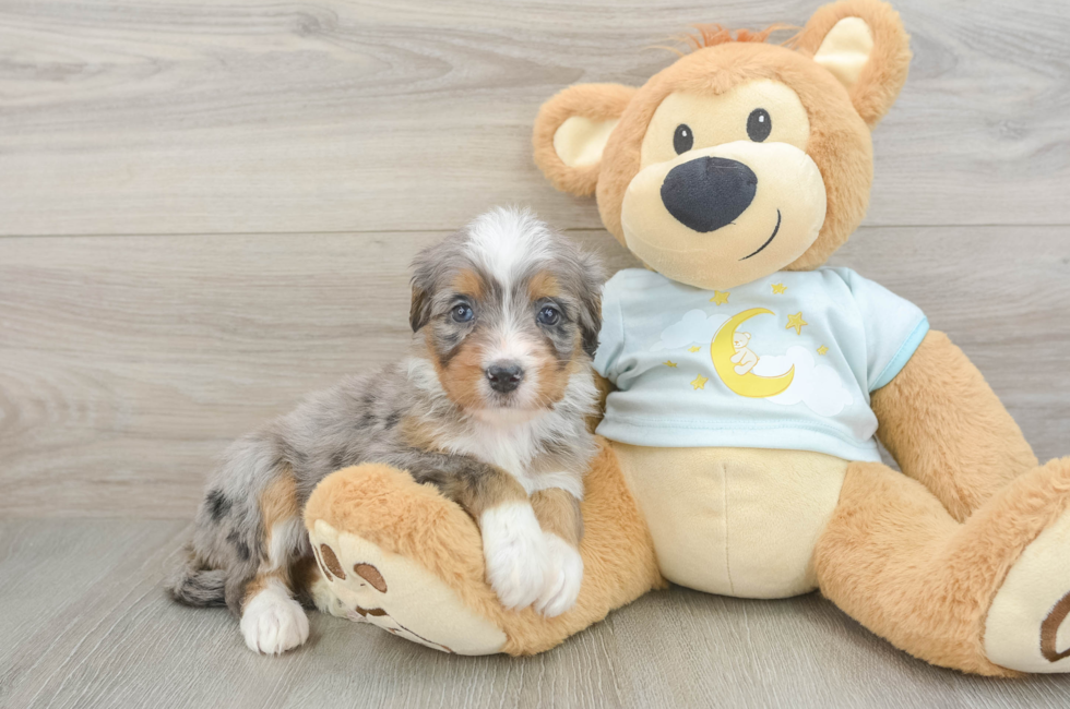 8 week old Mini Bernedoodle Puppy For Sale - Fairfield Furbabies
