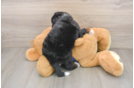 Best Mini Bernedoodle Baby