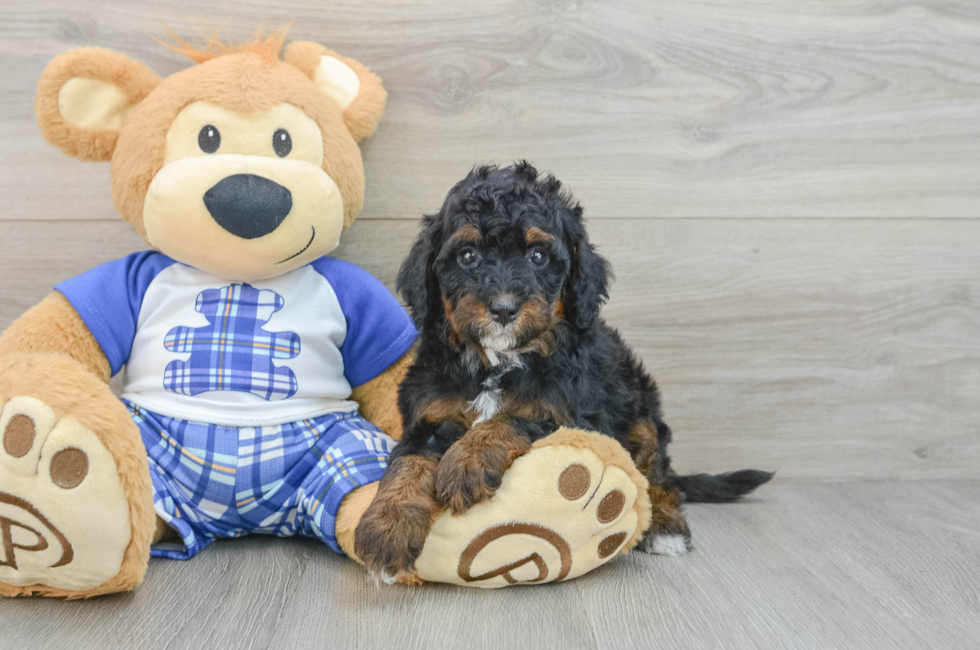 7 week old Mini Bernedoodle Puppy For Sale - Fairfield Furbabies
