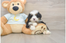Fluffy Mini Bernedoodle Poodle Mix Pup