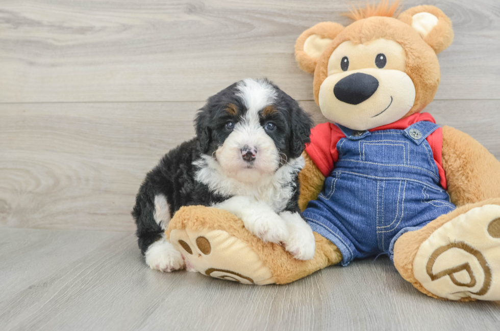 6 week old Mini Bernedoodle Puppy For Sale - Fairfield Furbabies
