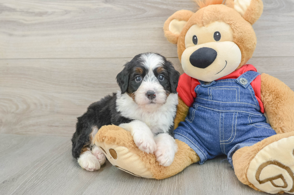 6 week old Mini Bernedoodle Puppy For Sale - Fairfield Furbabies
