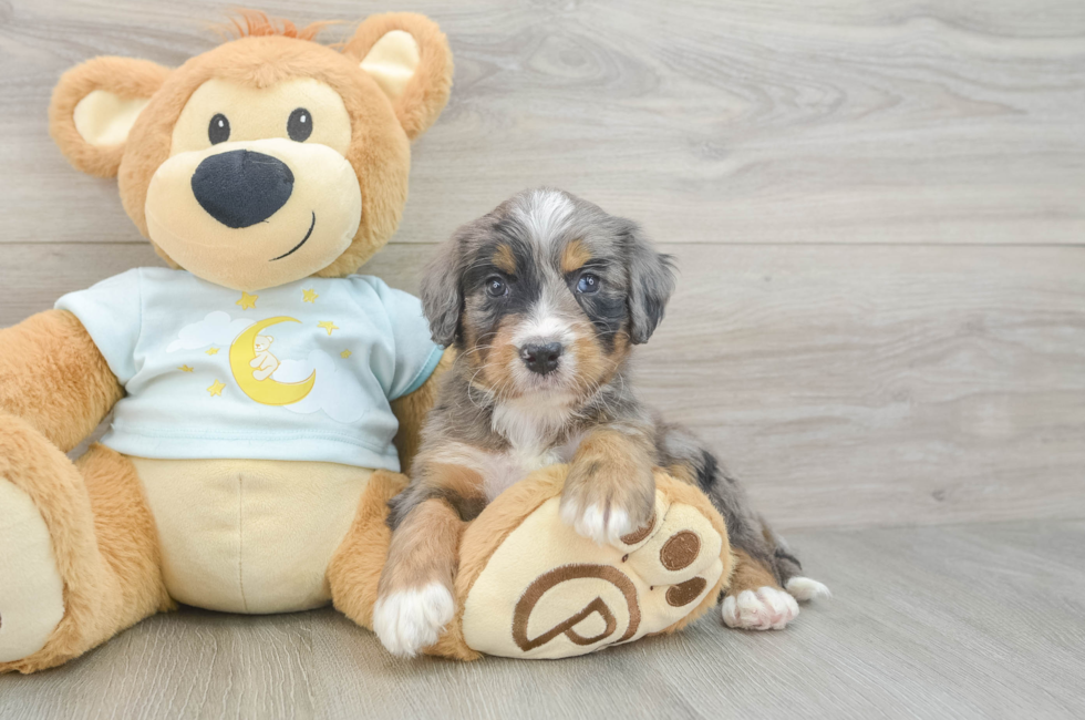 8 week old Mini Bernedoodle Puppy For Sale - Fairfield Furbabies
