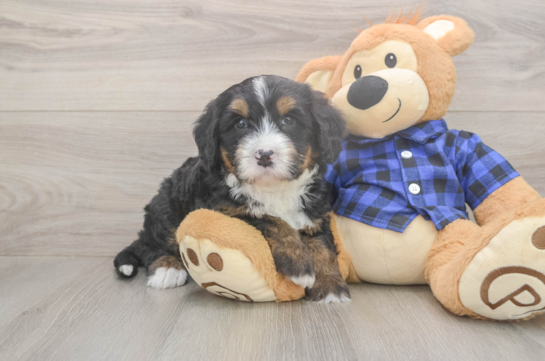 6 week old Mini Bernedoodle Puppy For Sale - Fairfield Furbabies Friendly Mini Bernedoodle Baby