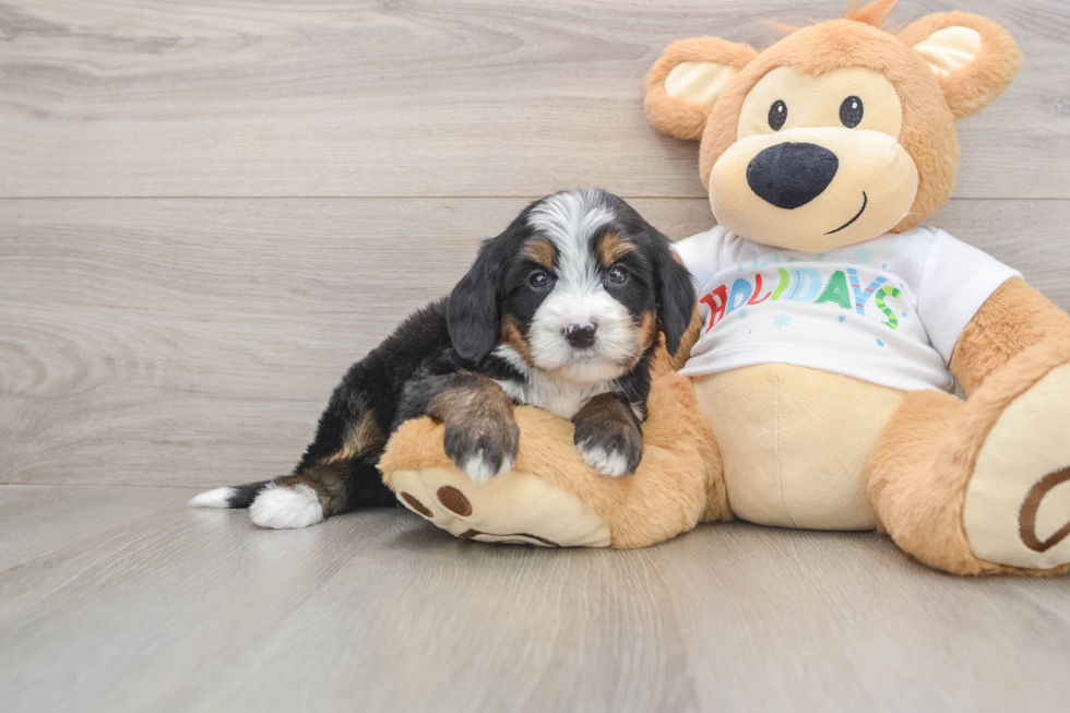 Mini Bernedoodle Puppy for Adoption