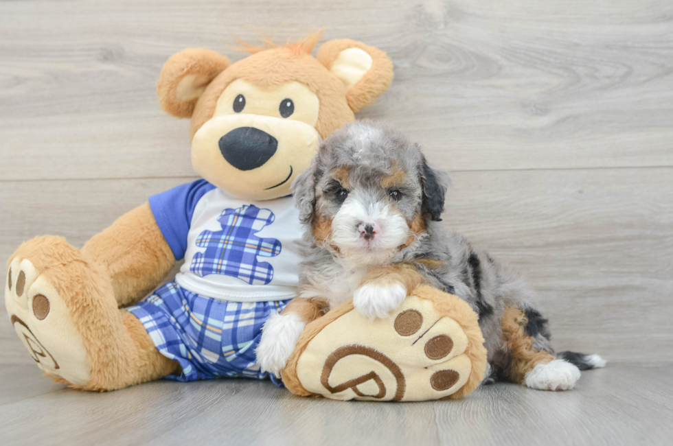 7 week old Mini Bernedoodle Puppy For Sale - Fairfield Furbabies
