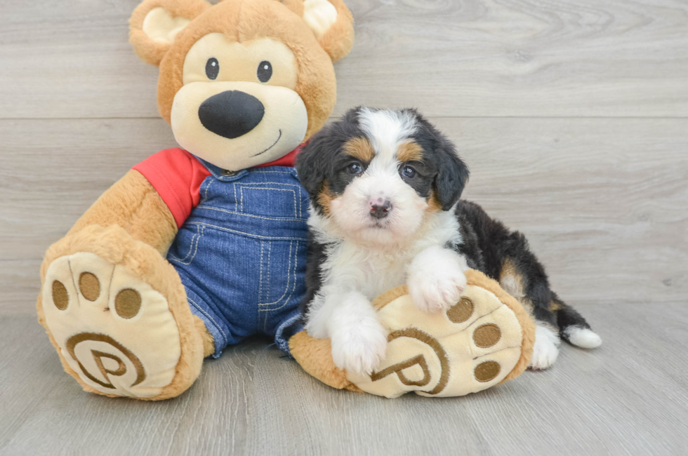 6 week old Mini Bernedoodle Puppy For Sale - Fairfield Furbabies