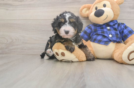 6 week old Mini Bernedoodle Puppy For Sale - Fairfield Furbabies Little Mini Bernadoodle Poodle Mix Puppy