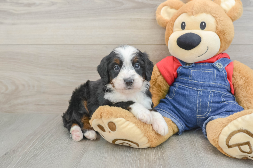 6 week old Mini Bernedoodle Puppy For Sale - Fairfield Furbabies