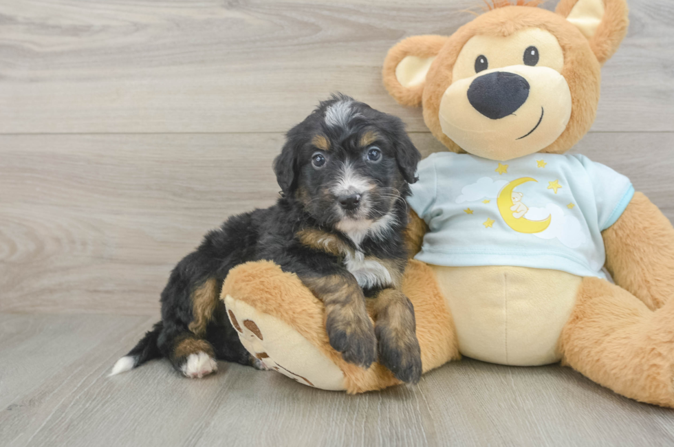 8 week old Mini Bernedoodle Puppy For Sale - Fairfield Furbabies