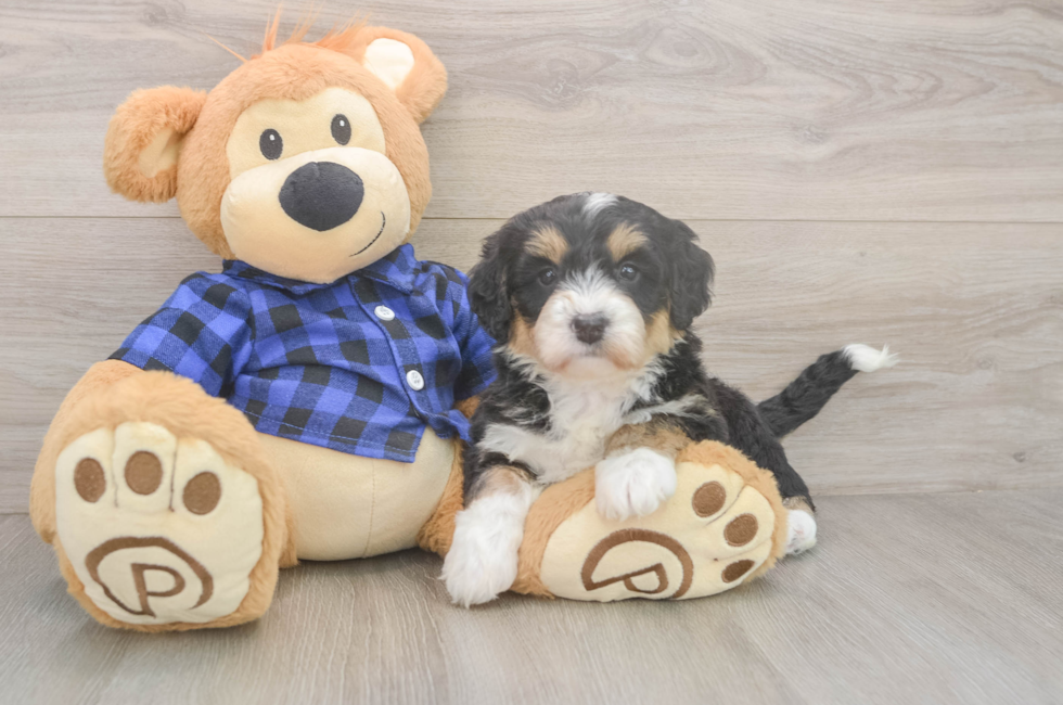 6 week old Mini Bernedoodle Puppy For Sale - Fairfield Furbabies