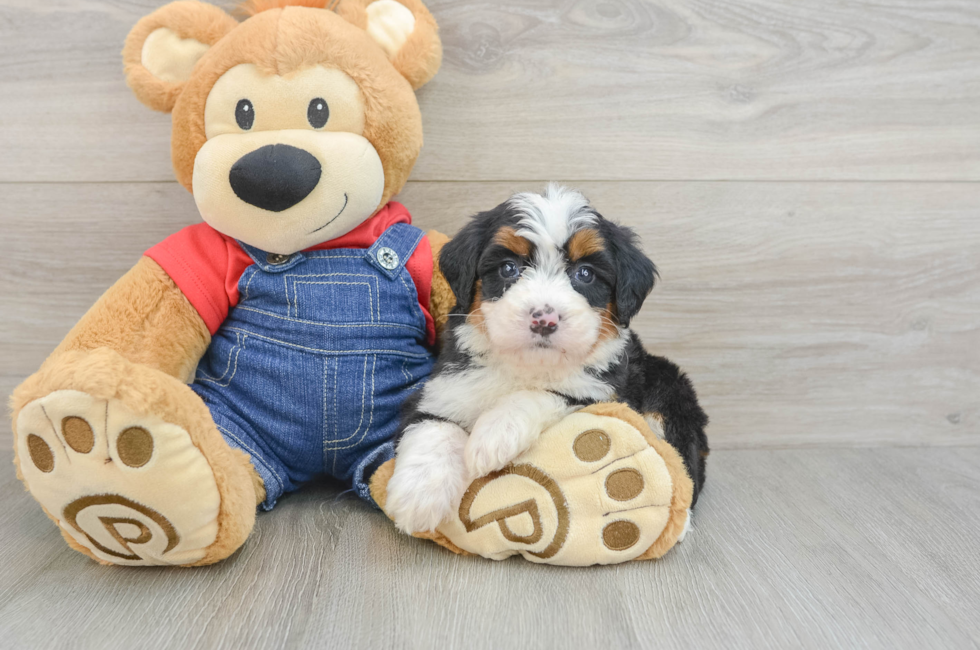 6 week old Mini Bernedoodle Puppy For Sale - Fairfield Furbabies