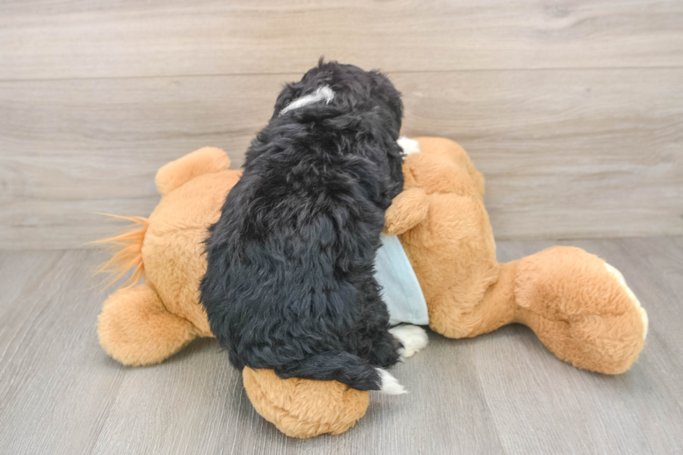 Mini Bernedoodle Pup Being Cute