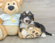 8 week old Mini Bernedoodle Puppy For Sale - Fairfield Furbabies