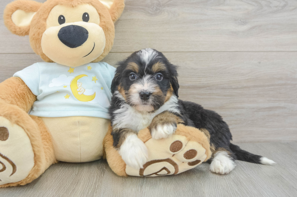 8 week old Mini Bernedoodle Puppy For Sale - Fairfield Furbabies