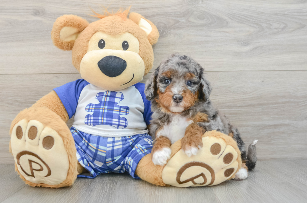 7 week old Mini Bernedoodle Puppy For Sale - Fairfield Furbabies