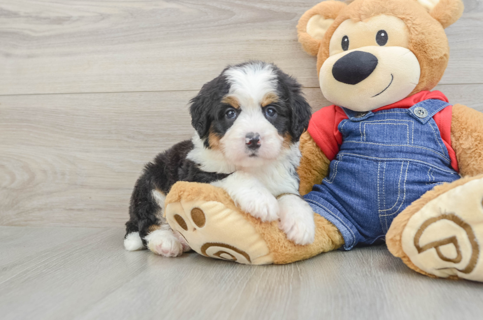 6 week old Mini Bernedoodle Puppy For Sale - Fairfield Furbabies