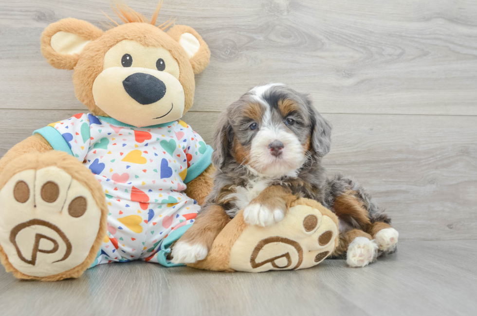 6 week old Mini Bernedoodle Puppy For Sale - Fairfield Furbabies