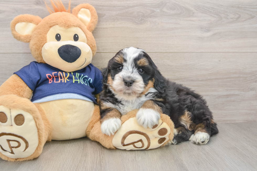 Mini Bernedoodle Pup Being Cute
