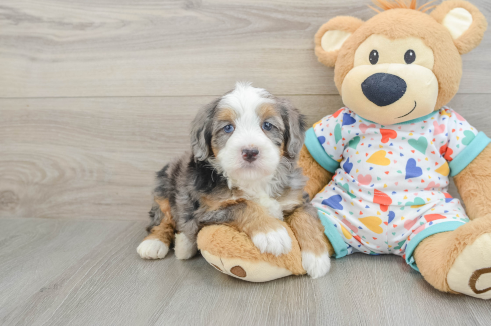 6 week old Mini Bernedoodle Puppy For Sale - Fairfield Furbabies