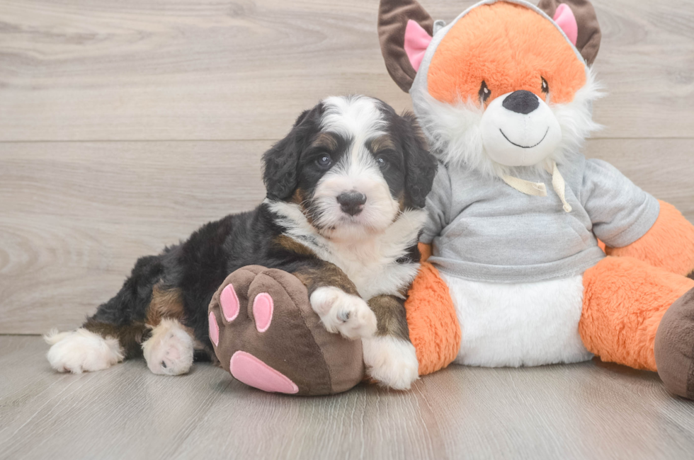 6 week old Mini Bernedoodle Puppy For Sale - Fairfield Furbabies
