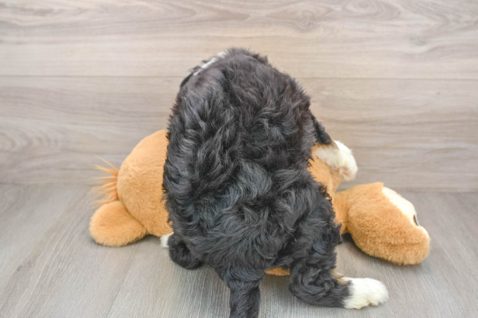 Mini Bernedoodle Pup Being Cute