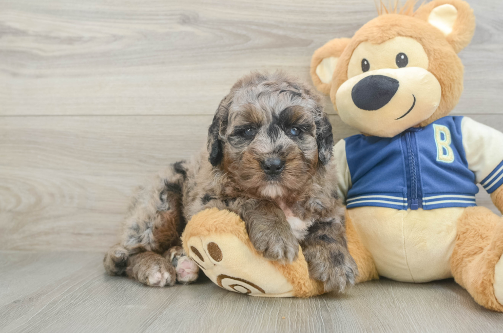 5 week old Mini Bernedoodle Puppy For Sale - Fairfield Furbabies