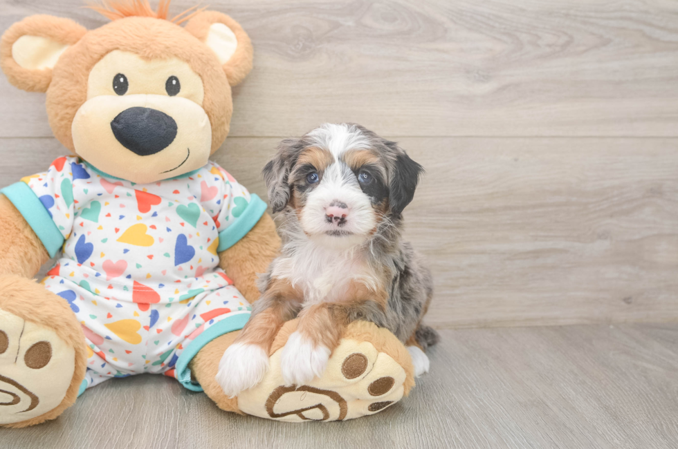 5 week old Mini Bernedoodle Puppy For Sale - Fairfield Furbabies