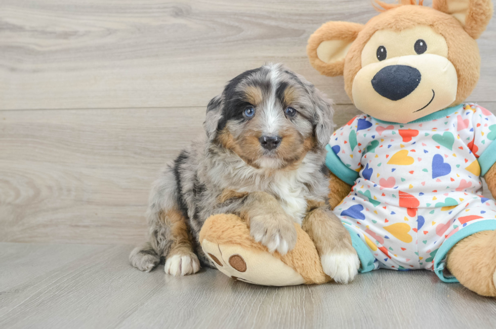 6 week old Mini Bernedoodle Puppy For Sale - Fairfield Furbabies