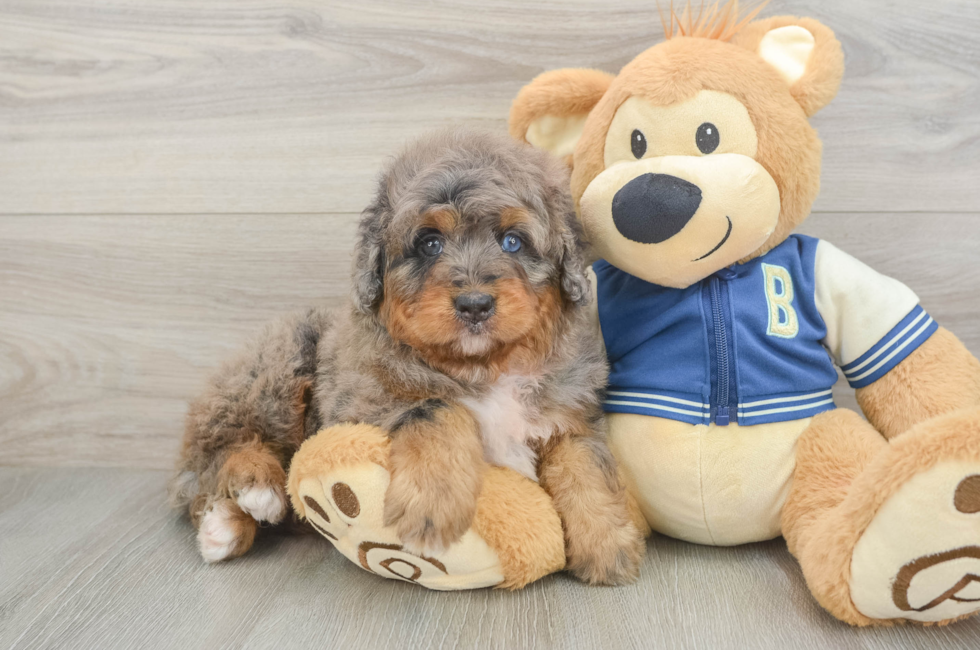 5 week old Mini Bernedoodle Puppy For Sale - Fairfield Furbabies