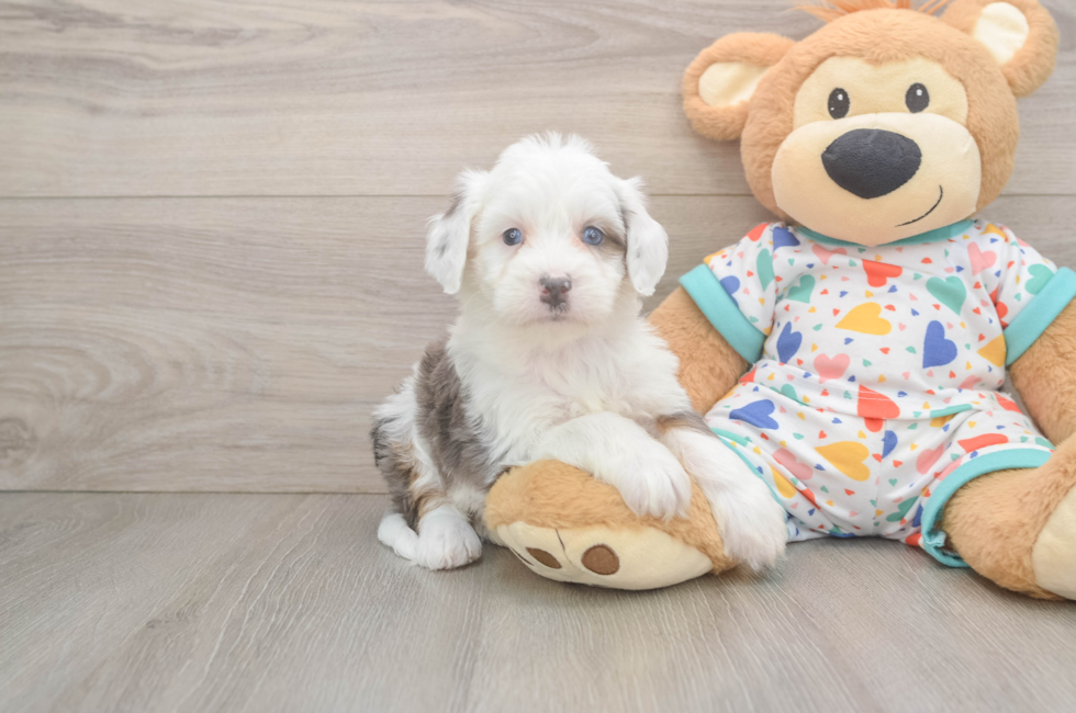 5 week old Mini Bernedoodle Puppy For Sale - Fairfield Furbabies