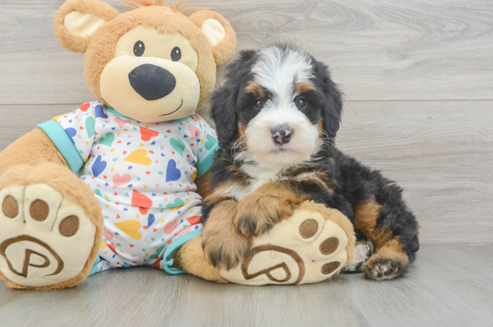 7 week old Mini Bernedoodle Puppy For Sale - Fairfield Furbabies