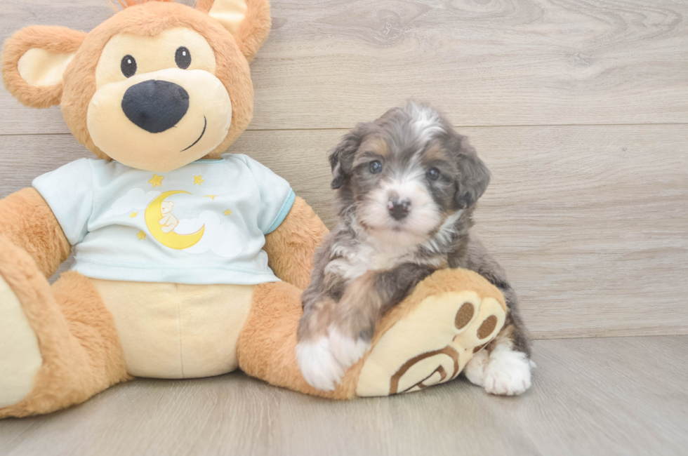 6 week old Mini Bernedoodle Puppy For Sale - Fairfield Furbabies