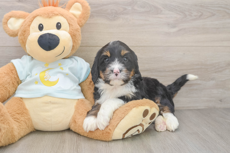7 week old Mini Bernedoodle Puppy For Sale - Fairfield Furbabies