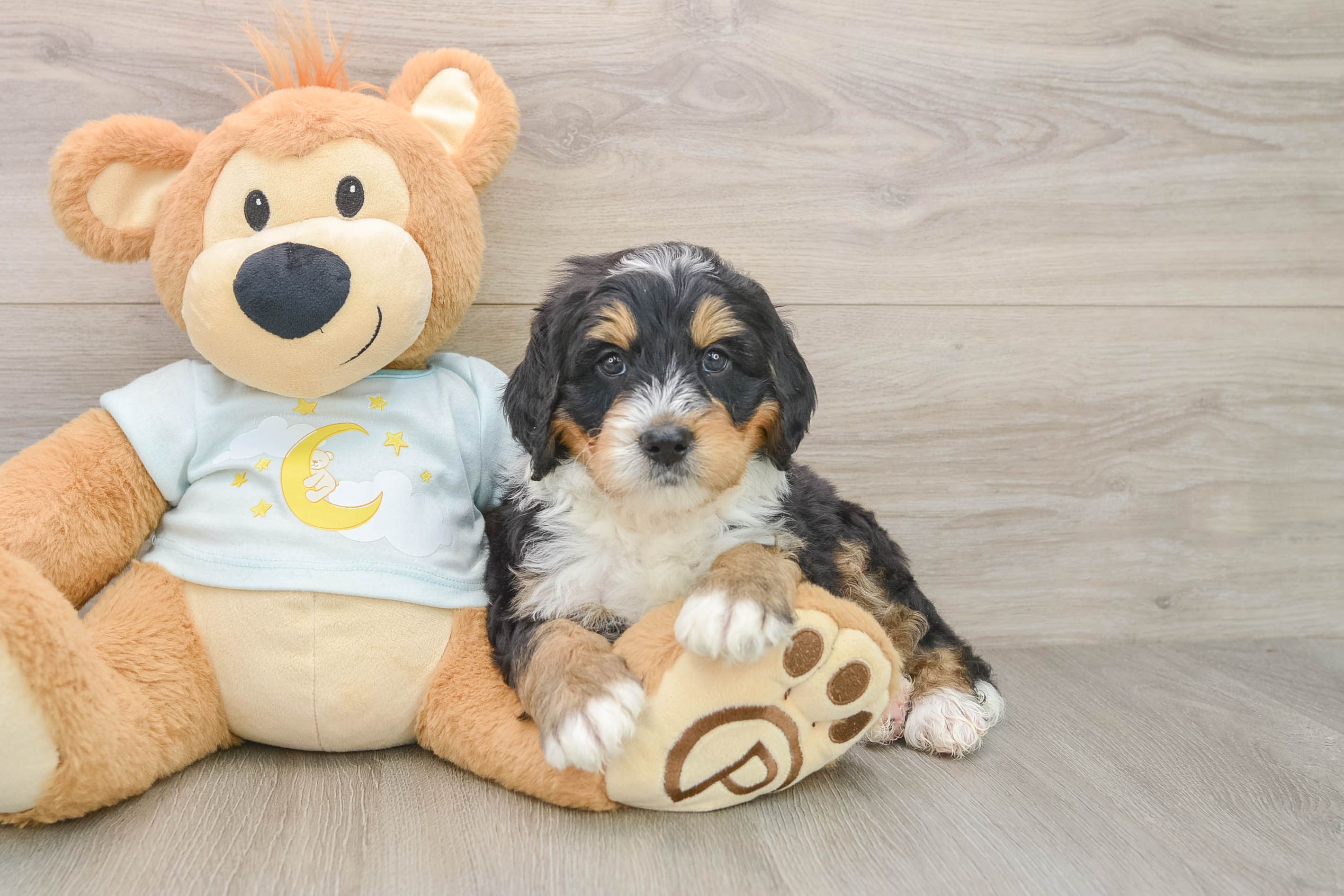 Sweet Mini Bernedoodle Baby