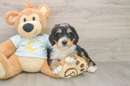 FABIO, a Mini Bernedoodle littermate